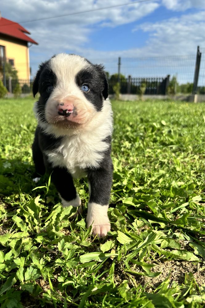 Piesek border collie gotowy do odbioru