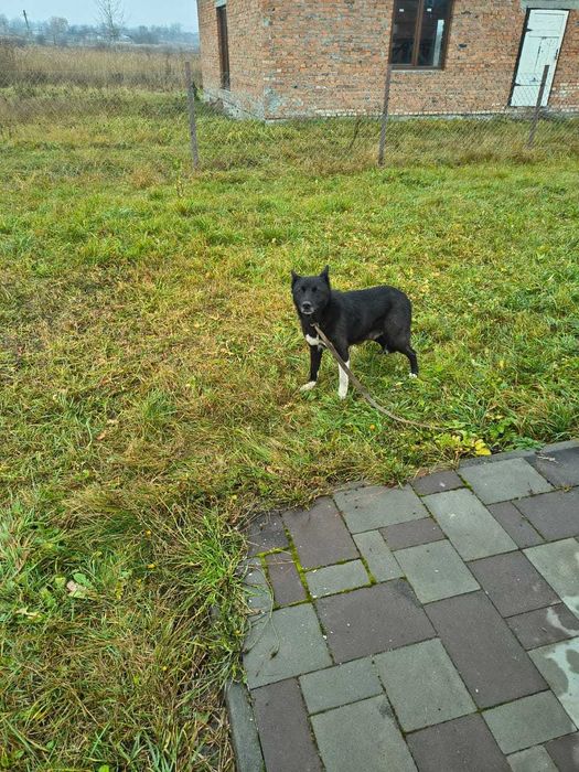 Віддам у добрі руки. лайка