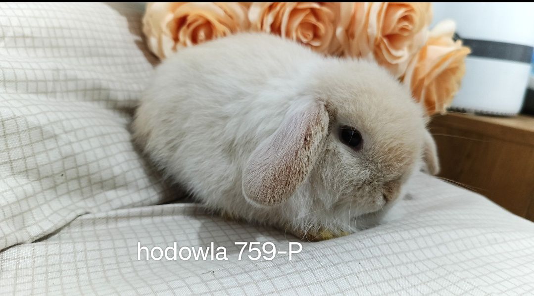 Mini lop króliki karzełek miniaturka baranek hodowla