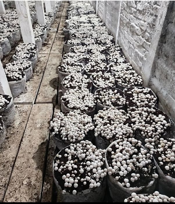 Блок печериць Компост 1+Міцелій+покривний ґрунт 10 кг