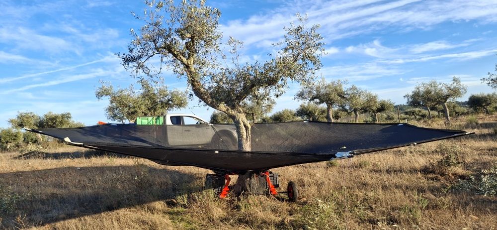 Apanha azeitona ou frutos secos