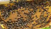 odkłady pszczele wielkopolskie 5 ramkowe