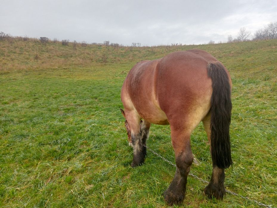 Klacz Zimnokrwista Źrebna