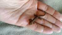 Лугубріси чешуепалий гекон ящірка