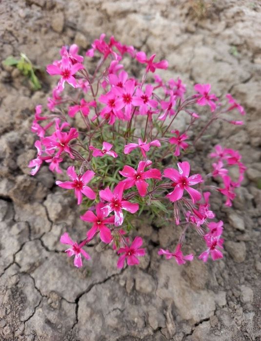 Флокс шиловидний почвокровельний