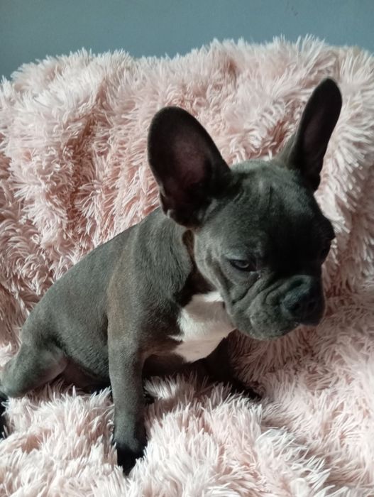 Buldog francuski niebieski chlopak