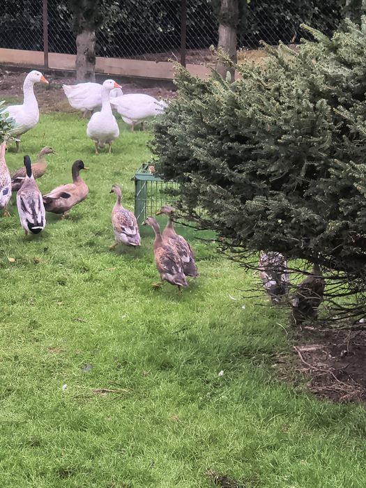 Kaczki biegusy indyjskie