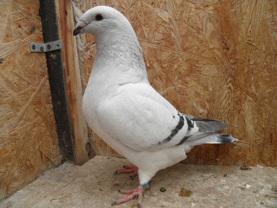 Gołębie, Polski Pocztowy Wystawowy, Standard