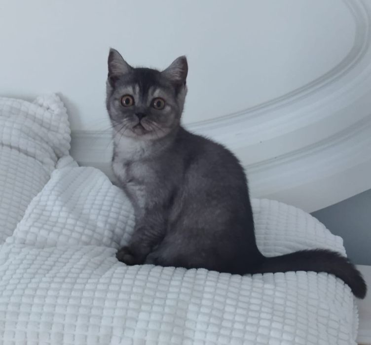 Gatinha British Shorthair Black Smoke