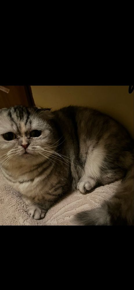Kotka pregowanie tabby srebna