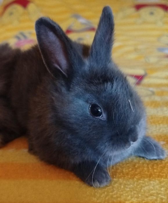 Miniaturki kroliczki