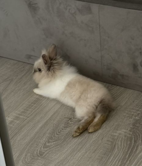 Królik miniaturka