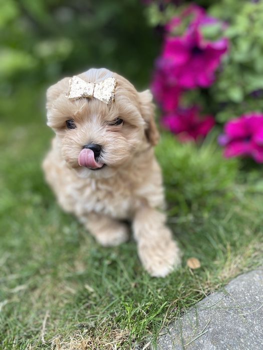 Мальтипу ф1