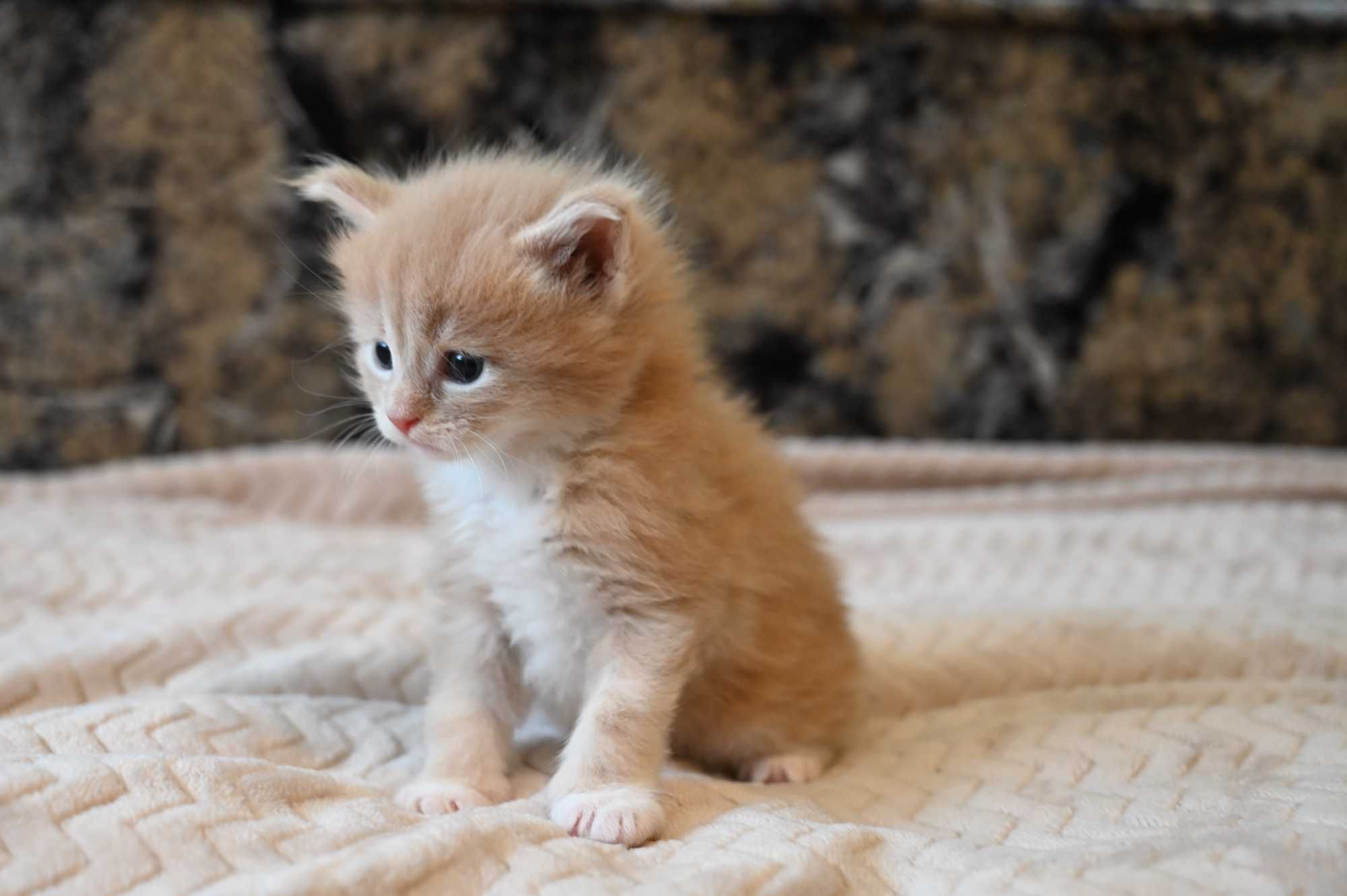 Kocur Maine Coon Kot o ubarwieniu kremowo - białym