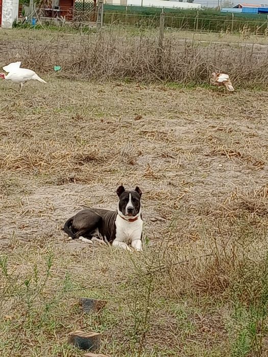 American Staffordshire Terrier