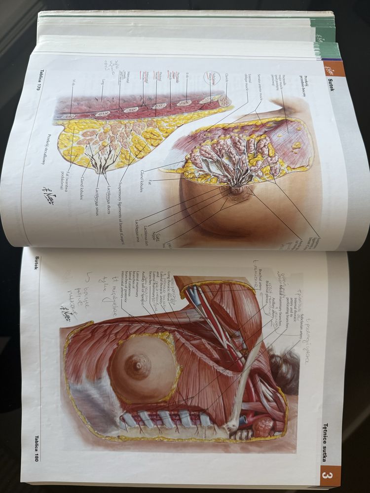 Netter Atlas anatomii człowieka