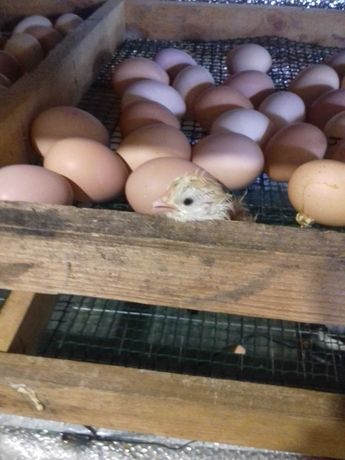 Суточные цыплята. Инкубационное яйцо.