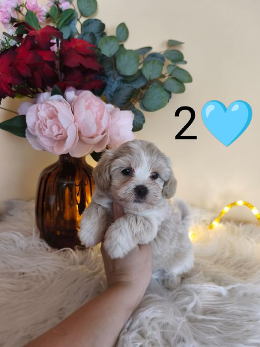 Unikatowy bajeczny XS chłopiec czarodziejek Maltipoo Badania rodowód