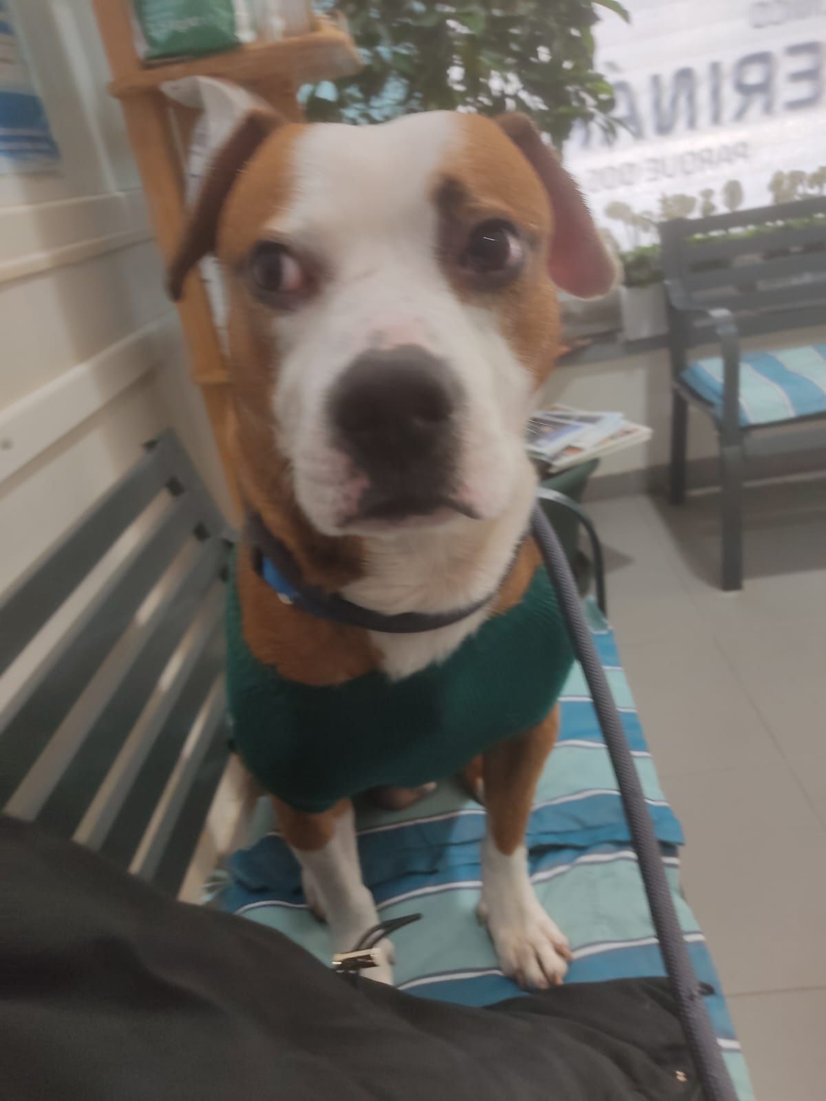 Pitt 2 anos mimado e sociável só para maos muito carinhosas