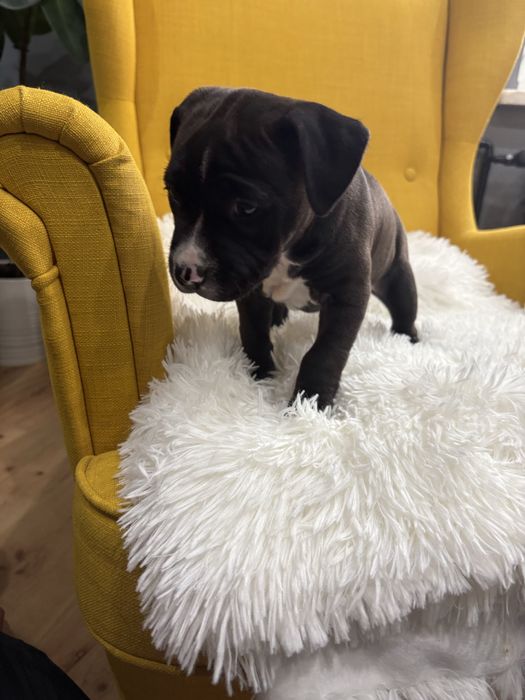 Amstaff suczka szczeniak czekoladowa