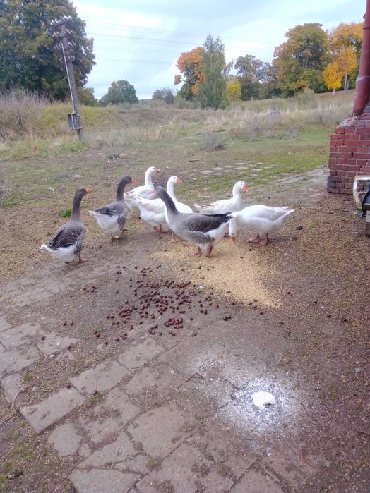 gęś żywa landes i biała kałudzka