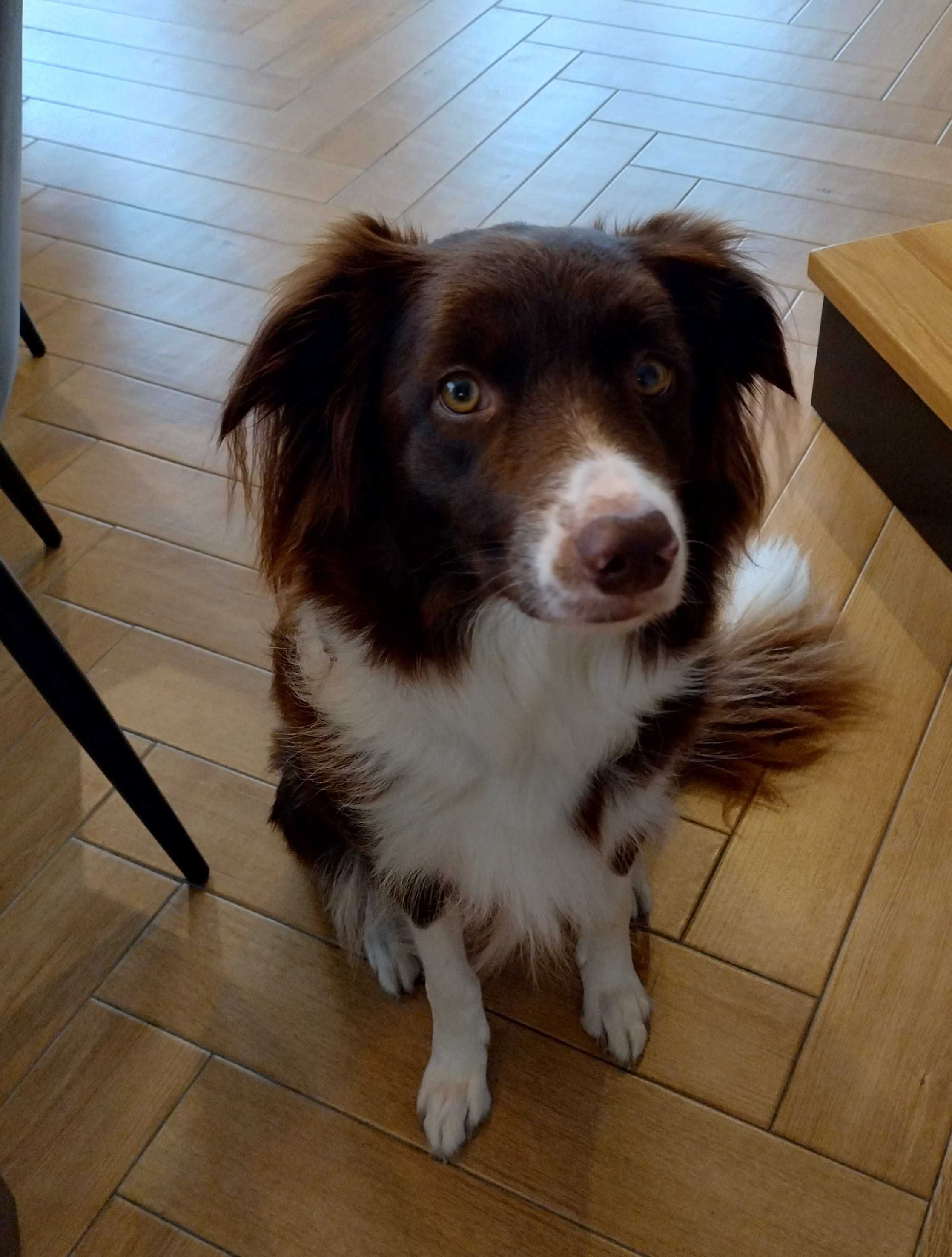 GOTOWY DO ODBIORU, KAKTUS, Border Collie, z rodowodem