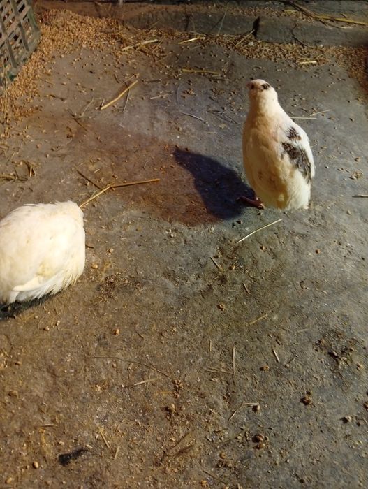 Sprzedam przepiórki samiczki