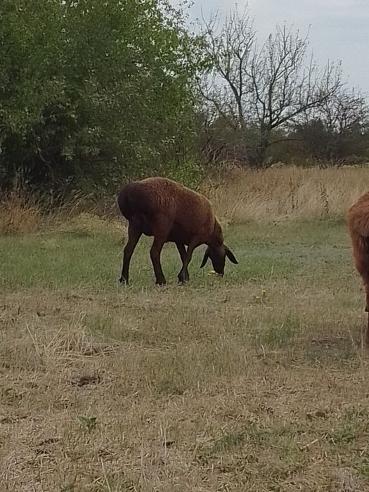 Продаж або обмін.
