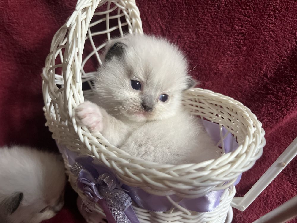 Ragdoll dziewczynka seal mitted