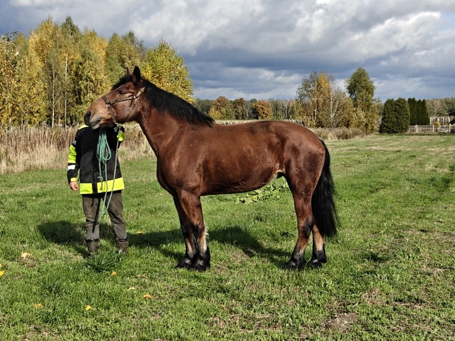 Klacz gniada zimnokrwista Koń