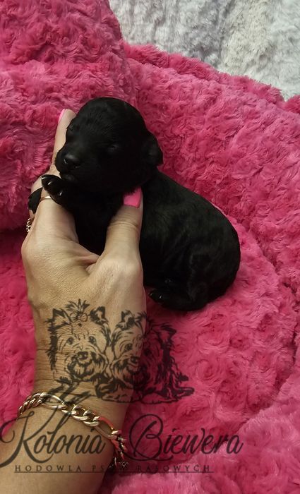 Pudel Miniaturowy czarna dziewczynka Badania genetyczne!!!