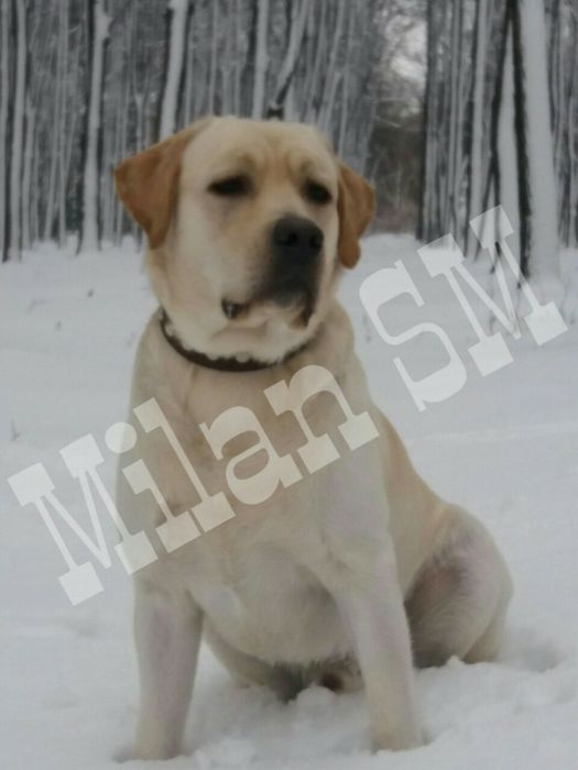 Вязка. Лабрадор ретривер. Кобель.