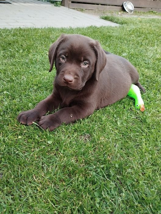 Labrador retriever - samiec szczeniak