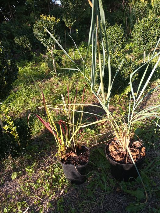 Bukszpany i inne krzewy ozdobne