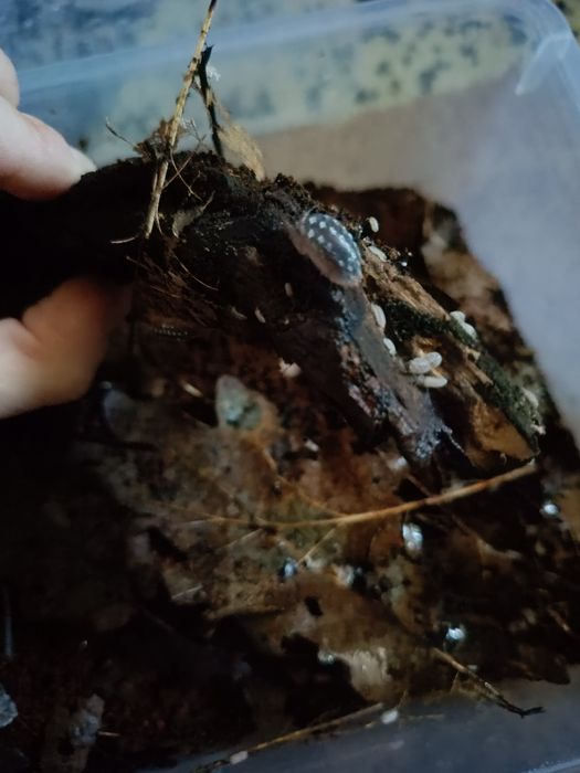 Armadilidium cetinjense 10szt im więcej tym taniej isopody kulanki