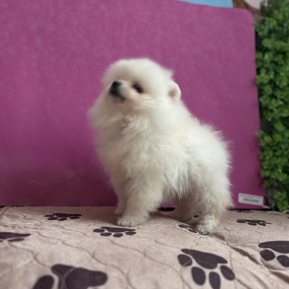 шикарний Ведмедик шоу класу