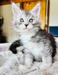 Maine coon kocurek czarny srebrzysty  - FPL po SUPREME Championie