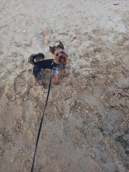 В'язка йорк, Йорк стандарт