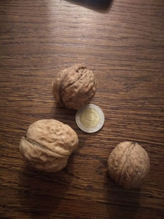 Orzechy włoskie świeże 15 kg