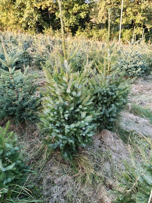 Tuja szmaragd, brabant, Świerk srebrny, serbski 100-250cm, sadzimy