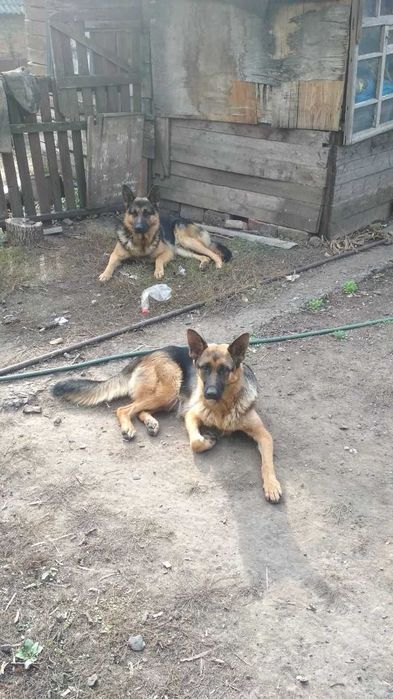 Продам щенков немецкой овчарки