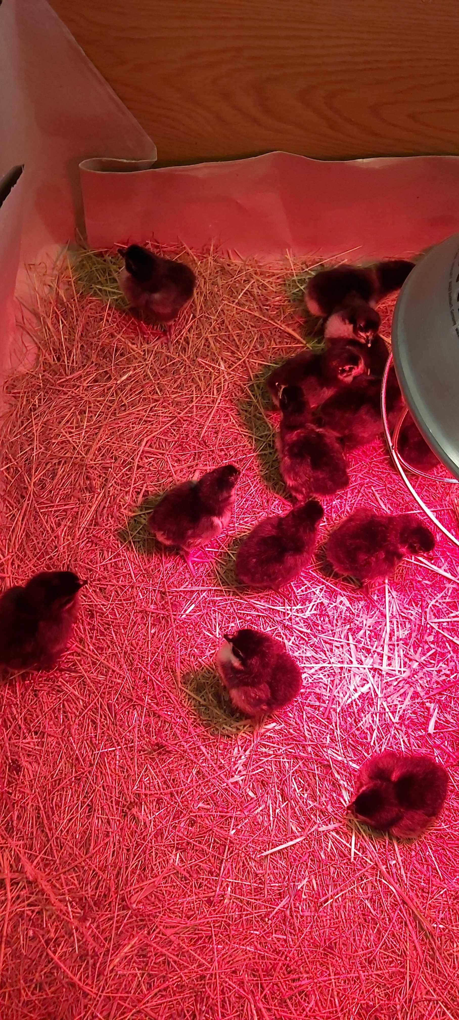 Australorp pisklęta