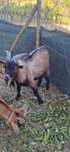 Cabras Anãs (5bodes e 3cabras) 400€ todos