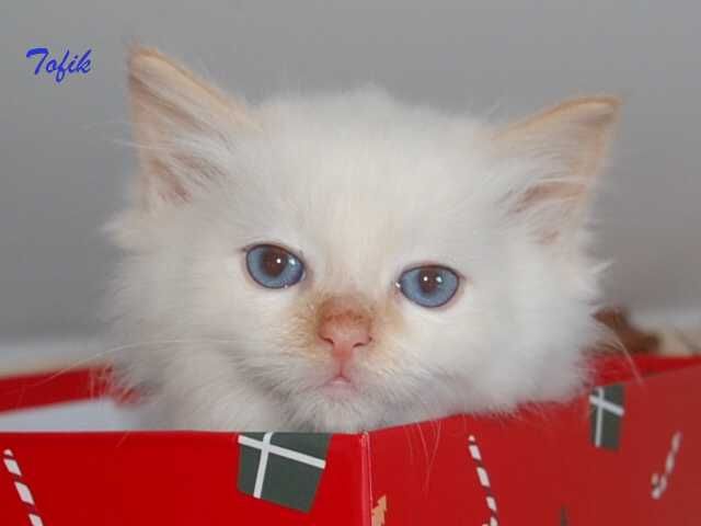 RAGDOLL kocięta z rodowodem