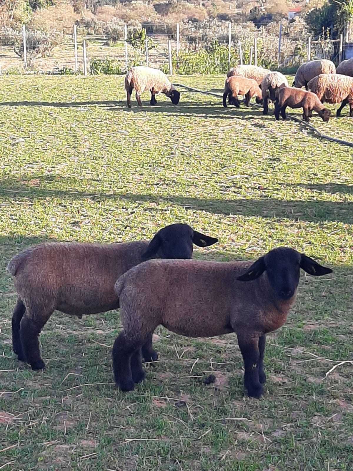 Borregos / Borregas da Raça Suffolk Puros