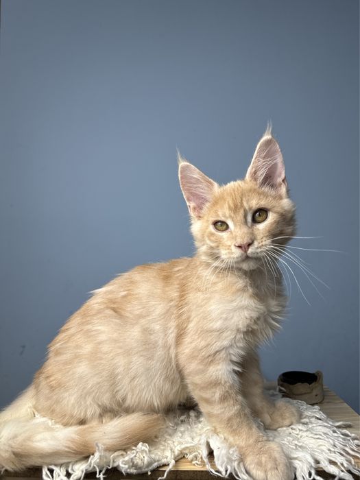 Безумно ласковый мальчик котенок мейн кун в  нарядном окрасе