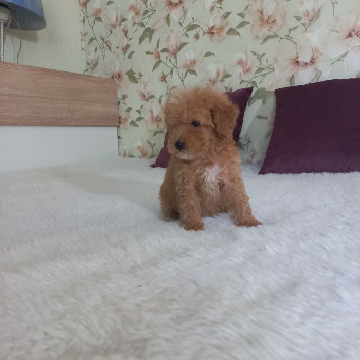 Большой выбор малышей мальтипу