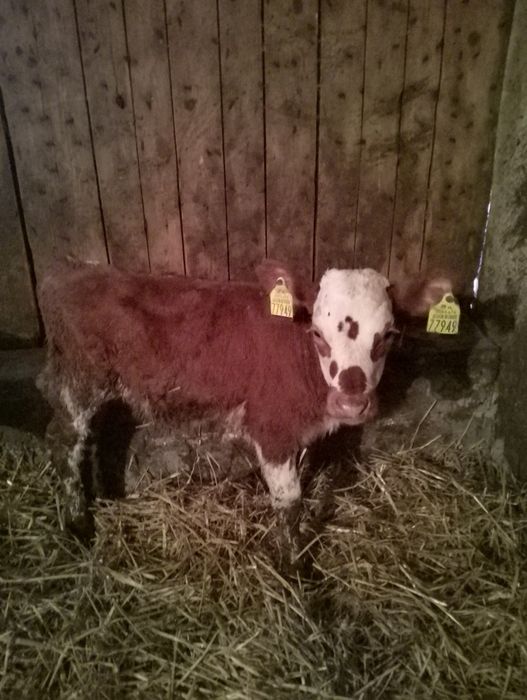 Sprzedam cielaki.  .