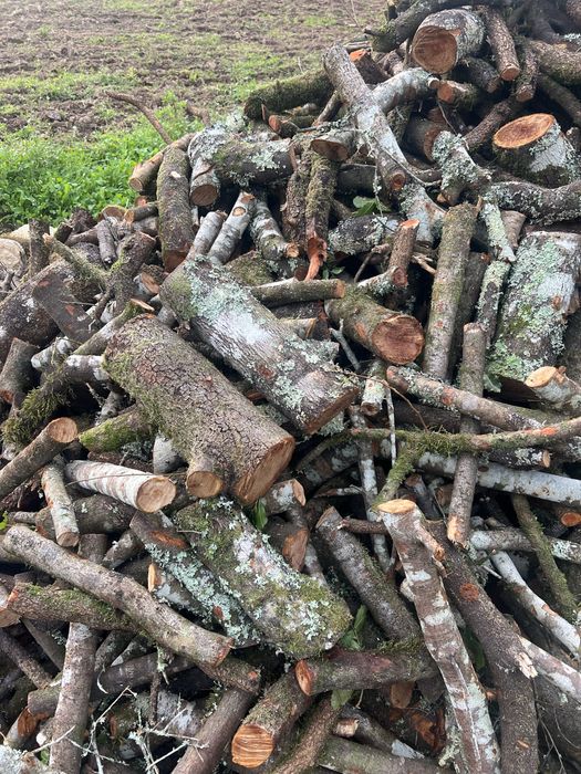 Lenha seca mistura ( oliveira, carvalho)