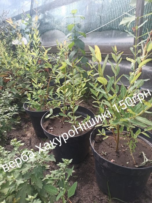 Верба ХакуроНішикі в горщику